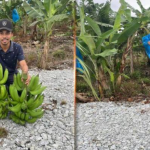 Abdul Mu'iz berkata, sepanjang mengusahakan tanaman pisangnya beliau berdepan dengan pelbagai cabaran dan rintangan antaranya termasuklah penyakit serta serangan haiwan perosak seperti monyet dan gajah.