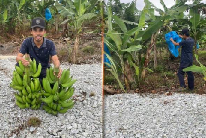 Abdul Mu'iz berkata, sepanjang mengusahakan tanaman pisangnya beliau berdepan dengan pelbagai cabaran dan rintangan antaranya termasuklah penyakit serta serangan haiwan perosak seperti monyet dan gajah.